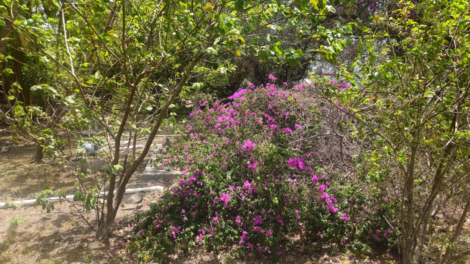 Bougainvillea flowers in the property garden