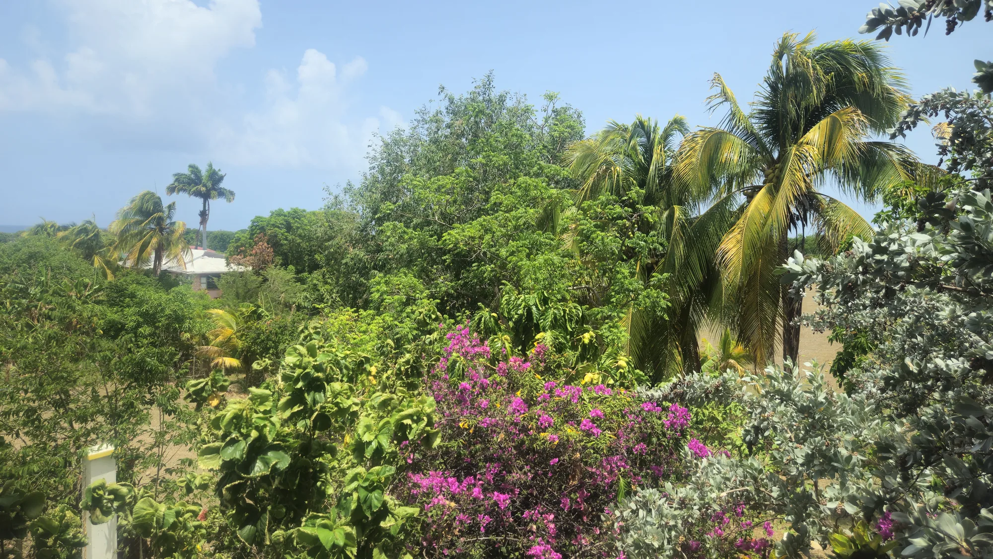 Tropical garden pathway at Nisbet Estate, Newcastle
