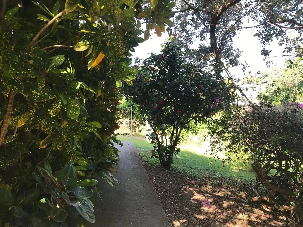 Shaded garden pathway on the property